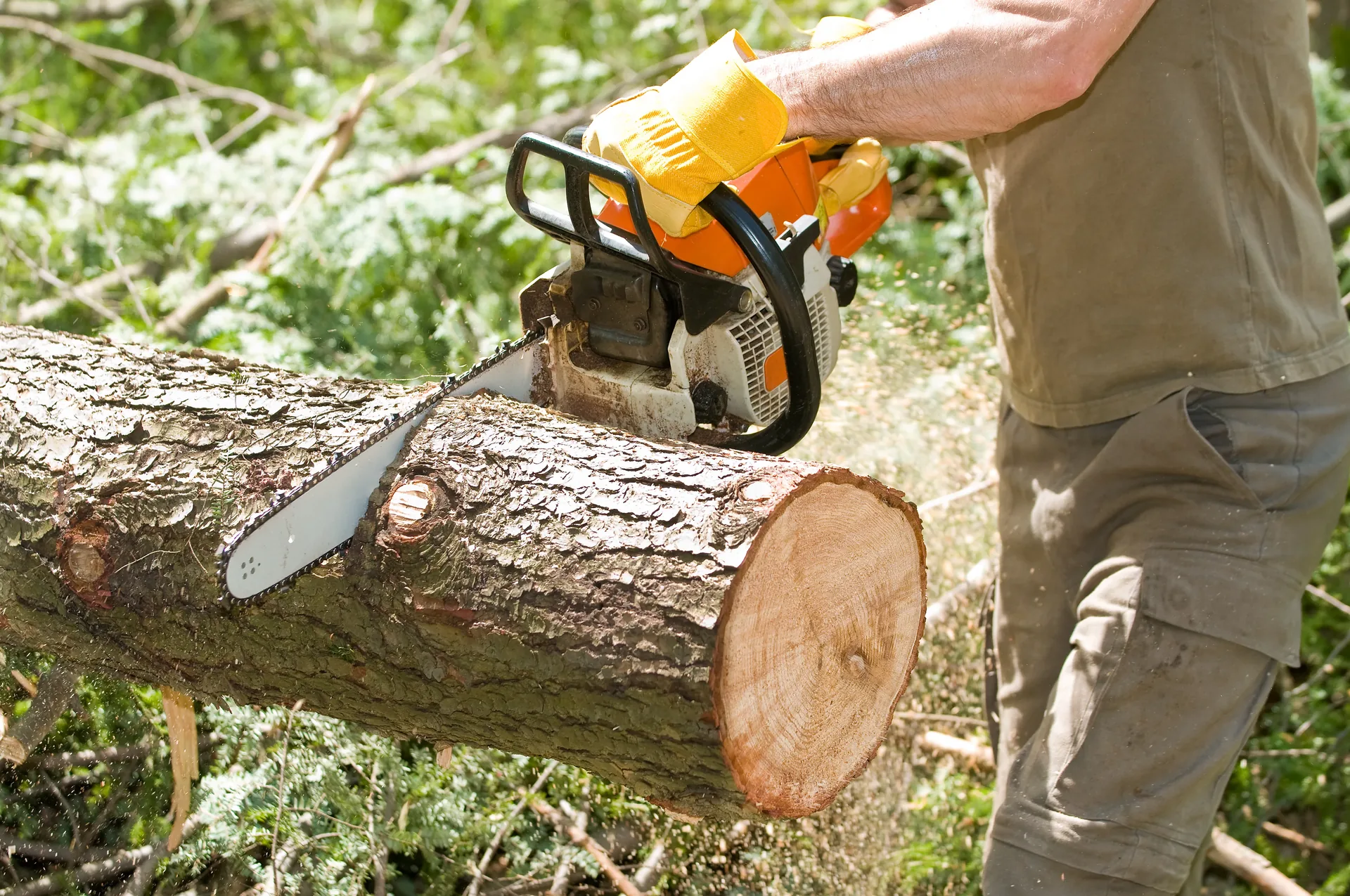 Tree surgeon cutting a felled log with a chainsaw