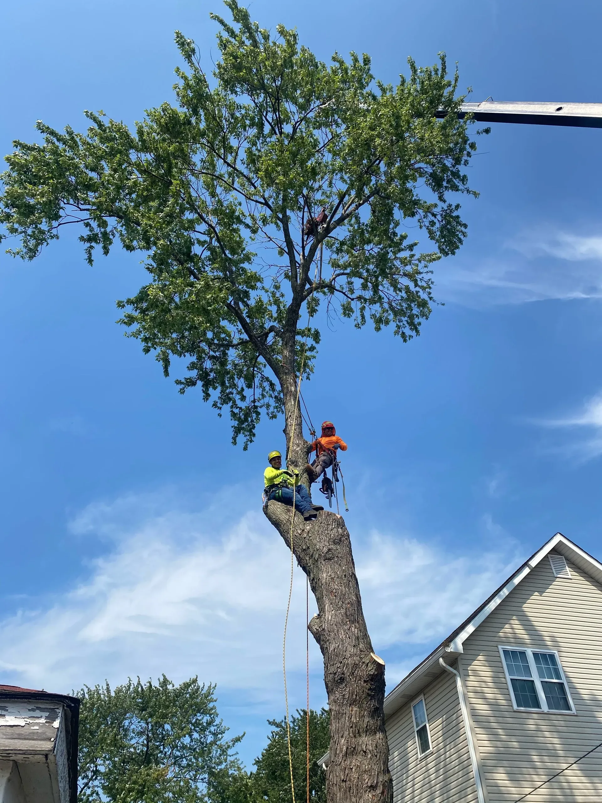 Tall tree being professionally pruned beside a house