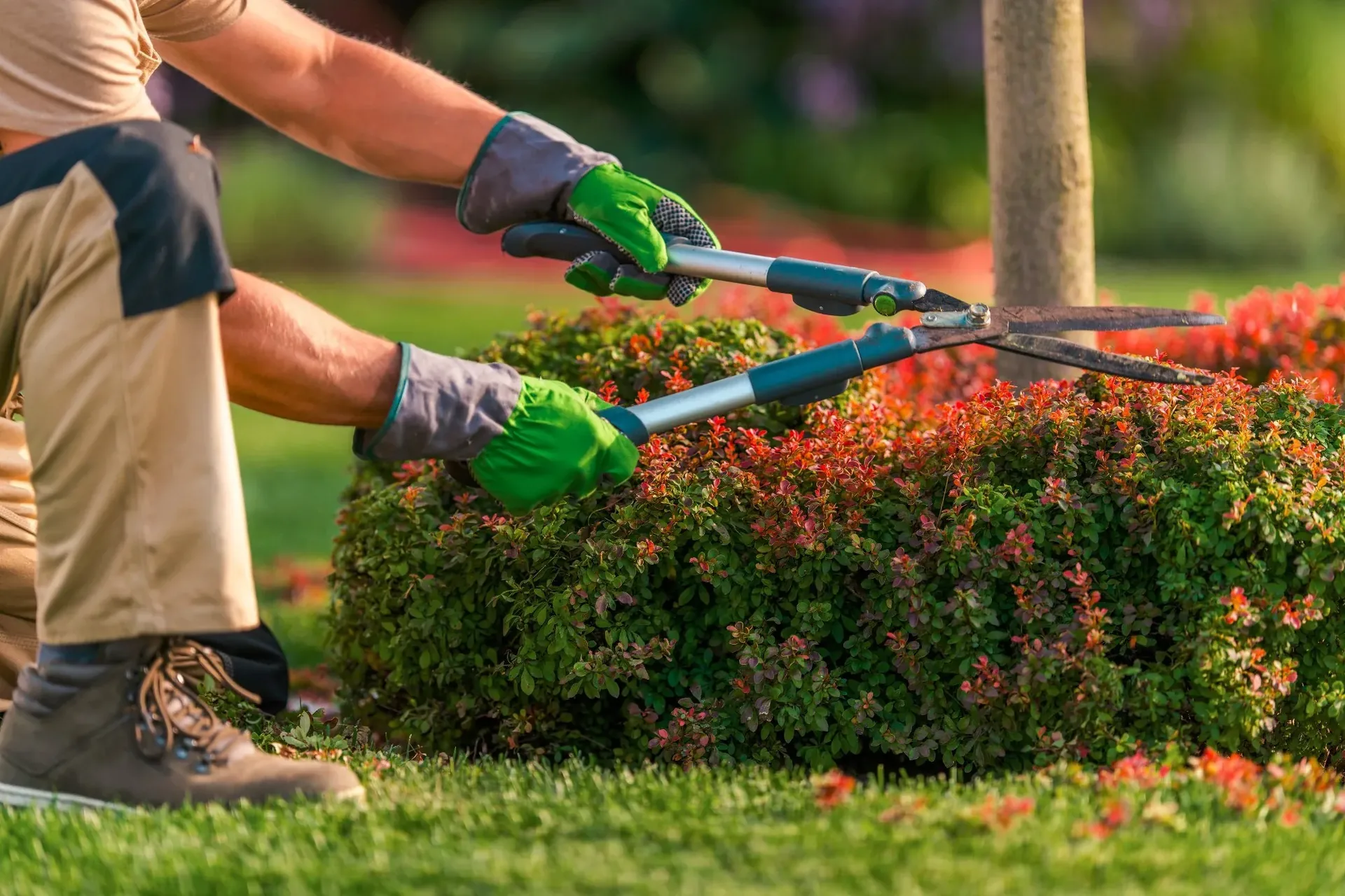 Landscaper trimming shrubs and hedges with hand shears